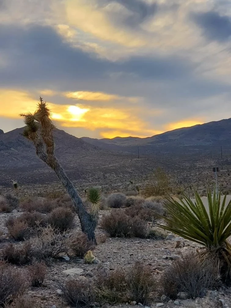 Joshua trees lining the Goodsprings RR Walking Trail with Mojave mountains in the background